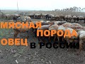 Мясная порода овец в России
