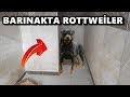 BARINAKTAKİ CİNS KÖPEKLER! ÜCRETSİZ ROTTWEİLER!