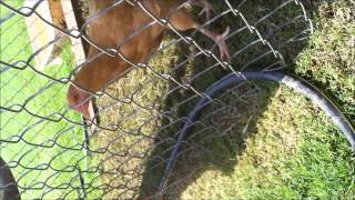 Pestering The Animals