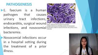 Species Of Bacteria Enterococcus Faecium
