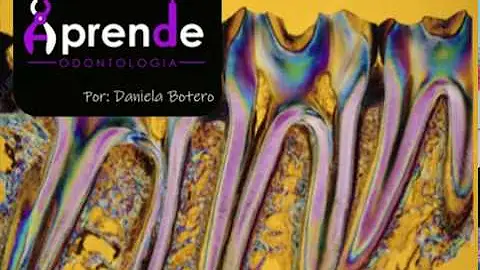 Como ocorre a formação do folículo dentário?