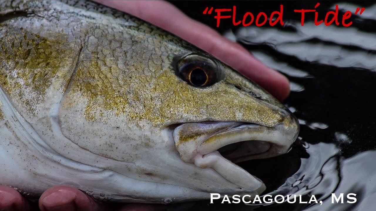 "Flood Tide" Fishing in Pascagoula MS YouTube