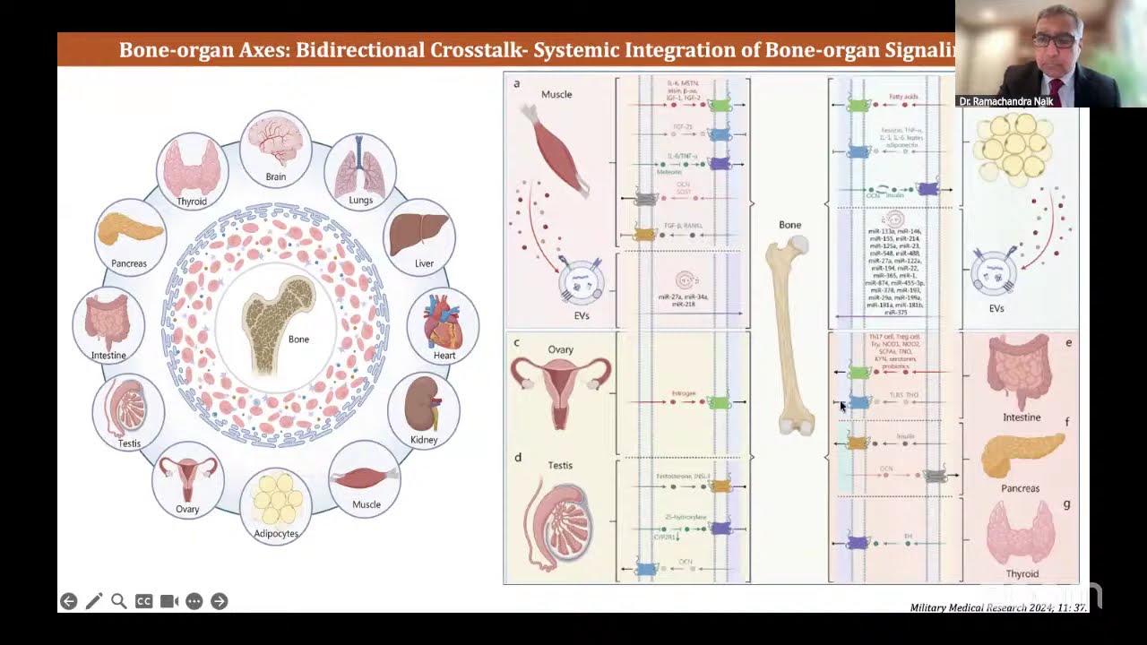 Bone Muscle Crosstalk