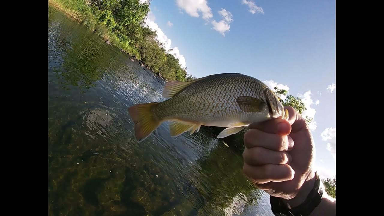 Lure fishing for sooty grunter in NQ YouTube