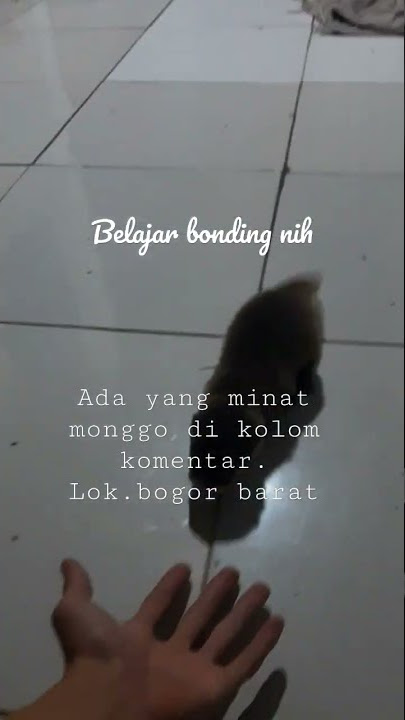 sehat gemuk semok #short #shorts #shortvideo #babyotter #otter #otterlovers #berangberang #hewanlucu