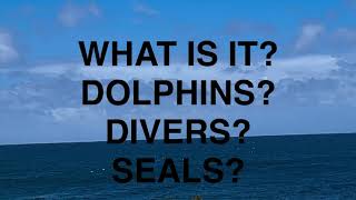 🐬WHAT IS IT? DOLPHIN? DIVER? SNORKELER? SEAL? BIRDS, BEACHES, WAVES & SHAKAS, LIZARDS & DRAGONS🐉