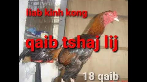 Qaib sib ncaws ( tus qaib liab kinh kong tshaj lij) qaum ter nyaj laj