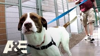 Dogs of War: Bug the American Pit Bull/Pointer Mix (Season 1, Episode 1) | A&E