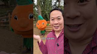 Richmond Country Farms Pumpkin Patch Best Of Three