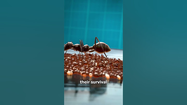 How Ant Colonies Evacuate During Floods🤔