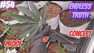 Endless Truth Series #54 Pesticide Free Proof of Concept