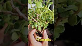 Crassula บอนไซ บอนไซจิ๋ว bonsai ไม้จิ๋ว เบี้ยเศรษฐี crassula