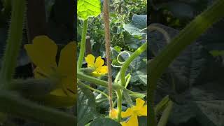 #potager #gardening #tomates #город #farming #growyourownfood #nature