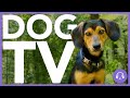 Dog TV: Entertaining Virtual Dog Walk to Distract Your Dog! (4TH JULY)