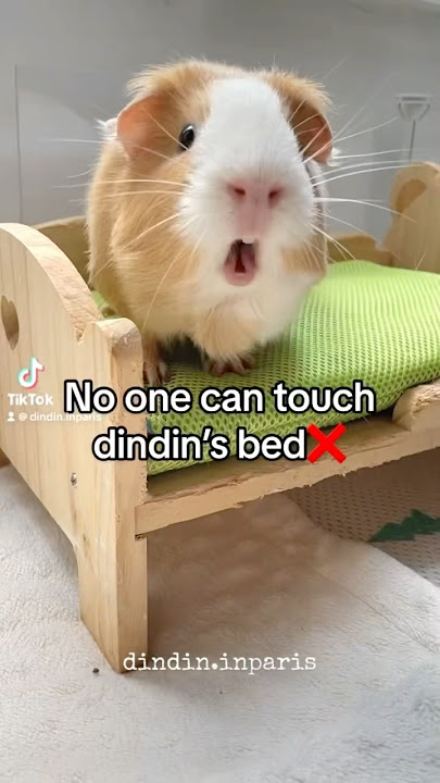 No one can touch Dindin’s bed #guineapig #cute #animallover #animalshorts #cuteanimals #funnyshorts