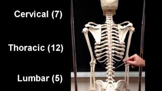 تشريح العمود الفقري VERTEBRAL COLUMN ANATOMY and How to identify a vertebra (anatomy)