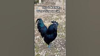 Black cock This is Rarer and Special #blackcock #nature #4kmusic #4k #subscribe #subscribemychannel