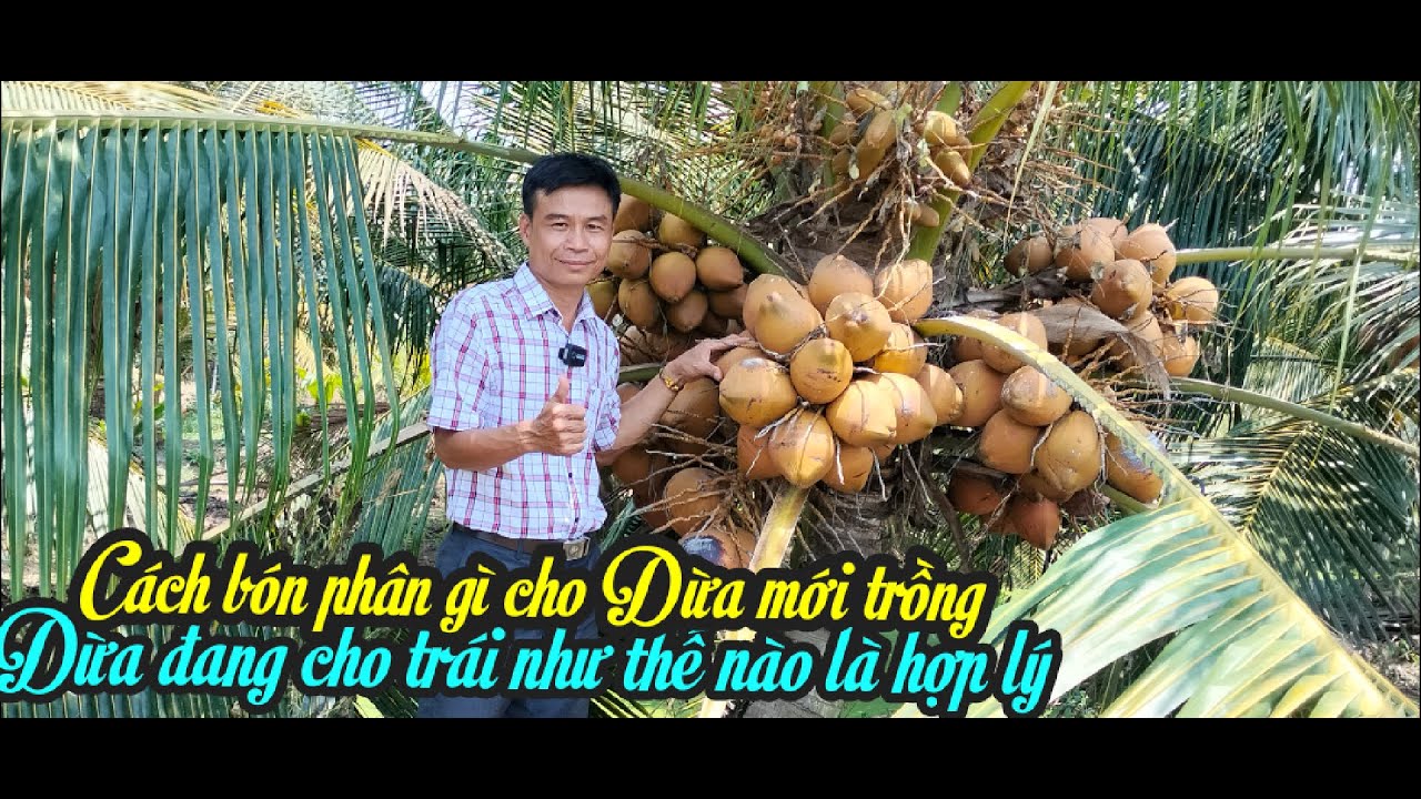 CÁCH BÓN PHÂN GÌ CHO CÂY DỪA MỚI TRỒNG, DỪA ĐANG CÓ TRÁI VÀ CÁCH BÓN PHÂN NHƯ THẾ NÀO CHO ĐÚNG NHẤT.