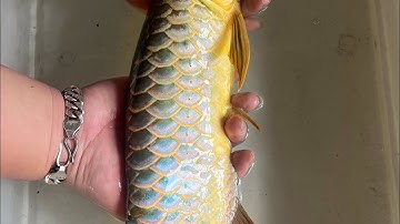 PHẪU THUẬT CÁ RỒNG BỐI || GÂY MÊ NHẸ