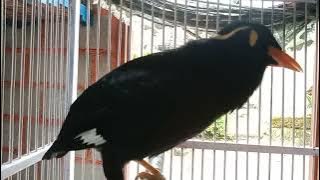 terapi suara burung beo agar beo malas bunyi jadi gacor@suryabeo