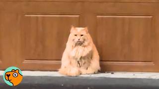 Stray Cat Does Everything to Make This Couple Love Him | 5 Best Stories