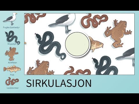 Sirkulasjon - utvikling av lukkede kretsløp