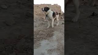 Afghan Kochi | Sage Kochi afghan nomads dogs
