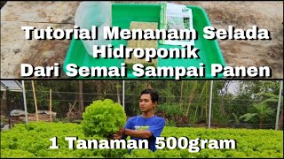 Panduan Menanam Selada Hidroponik Lengkap