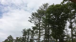 Cutting down white pine