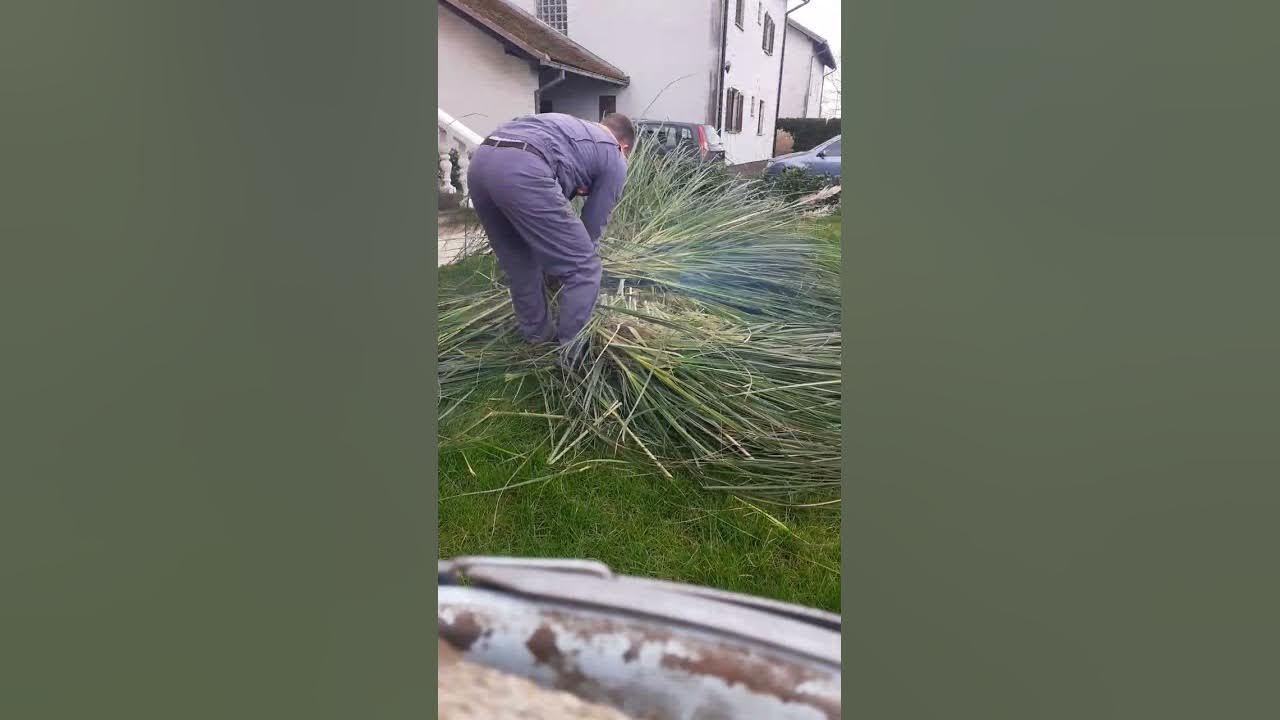 Cutting BIG Pampas grass with chainsaw in 60 second's YouTube