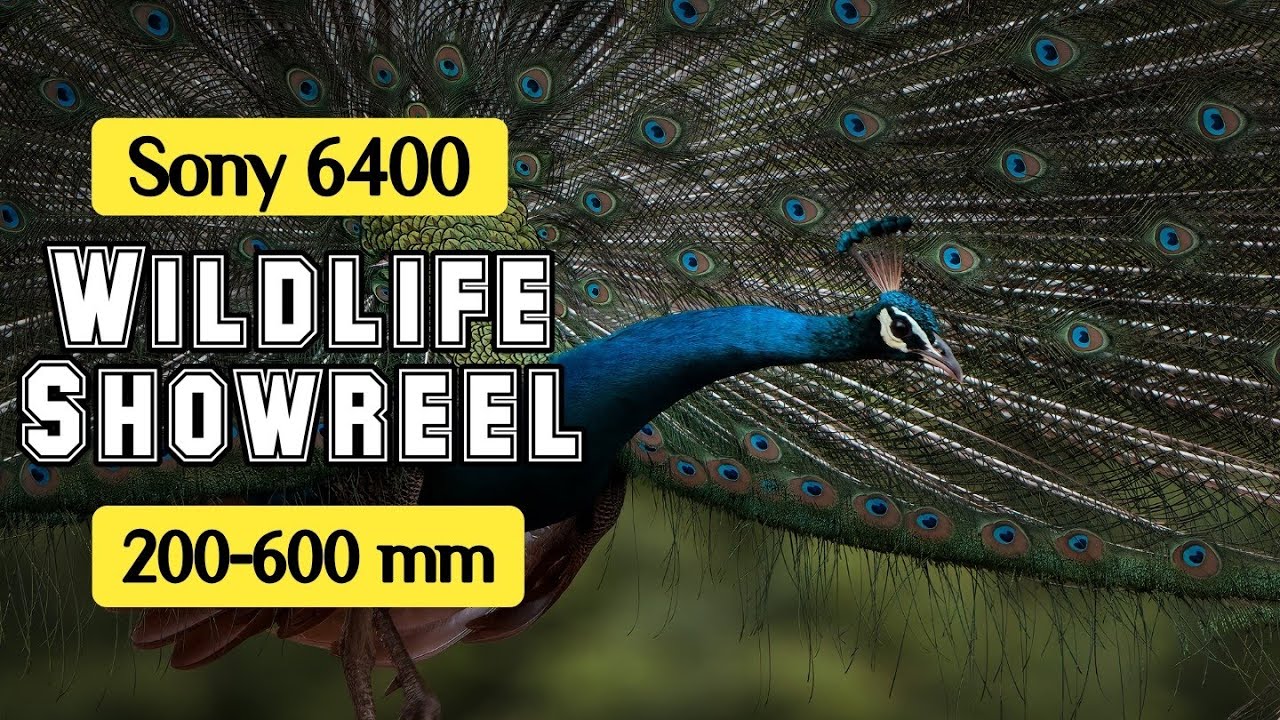 Wildlife Show reel Sony A6400 Wildlife photography a6400 YouTube