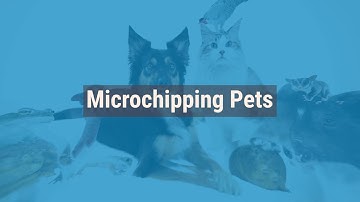 Why Should I Microchip My Pet?