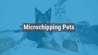 Why Should I Microchip My Pet?