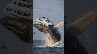 Why This Whale Is Worth Crores 😱 | Ambergris Secret Bangla