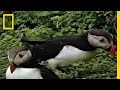 Puffins | National Geographic