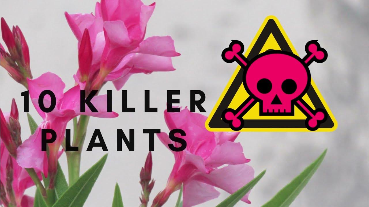Top 10 Dangerous Plants That Can Kill You YouTube