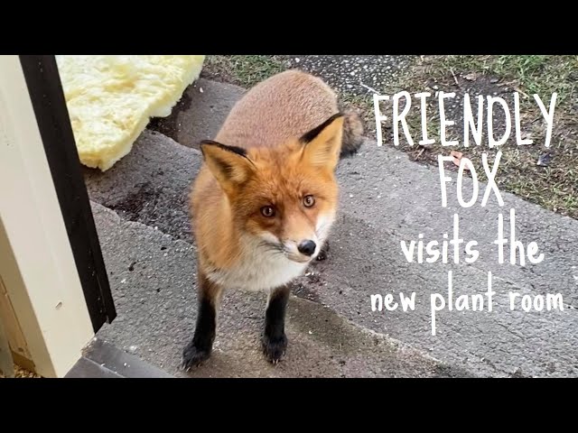 The Friendly Fox