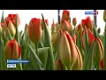 Сотни тысяч тюльпанов вырастили новосибирские цветоводы к 8 марта