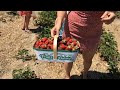 Собираем Клубнику. Strawberry Picking in Canada. カナダでのイチゴ狩り