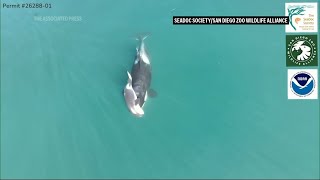 Endangered orca in Washington state is seen carrying a dead calf