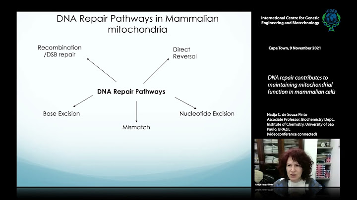 Maintenance and expression of mammalian mitochondrial dna là gì năm 2024