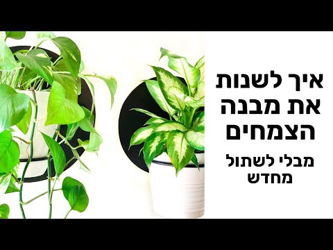 וִידֵאוֹ: איך משתנים שורשי הצמח