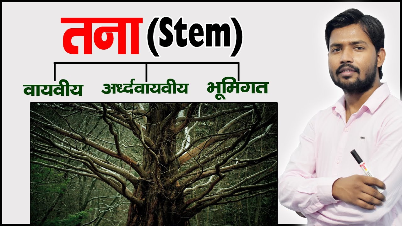 Structure and Functions of Stems|Parts of a Plant|