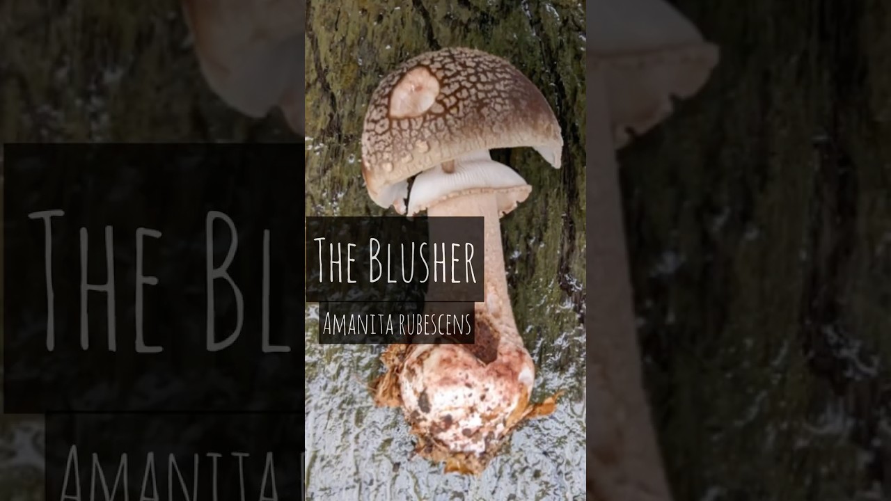 The Blusher (Amanita Rubescens) 
