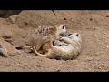 Ball of Meerkats @ the Los Angeles Zoo