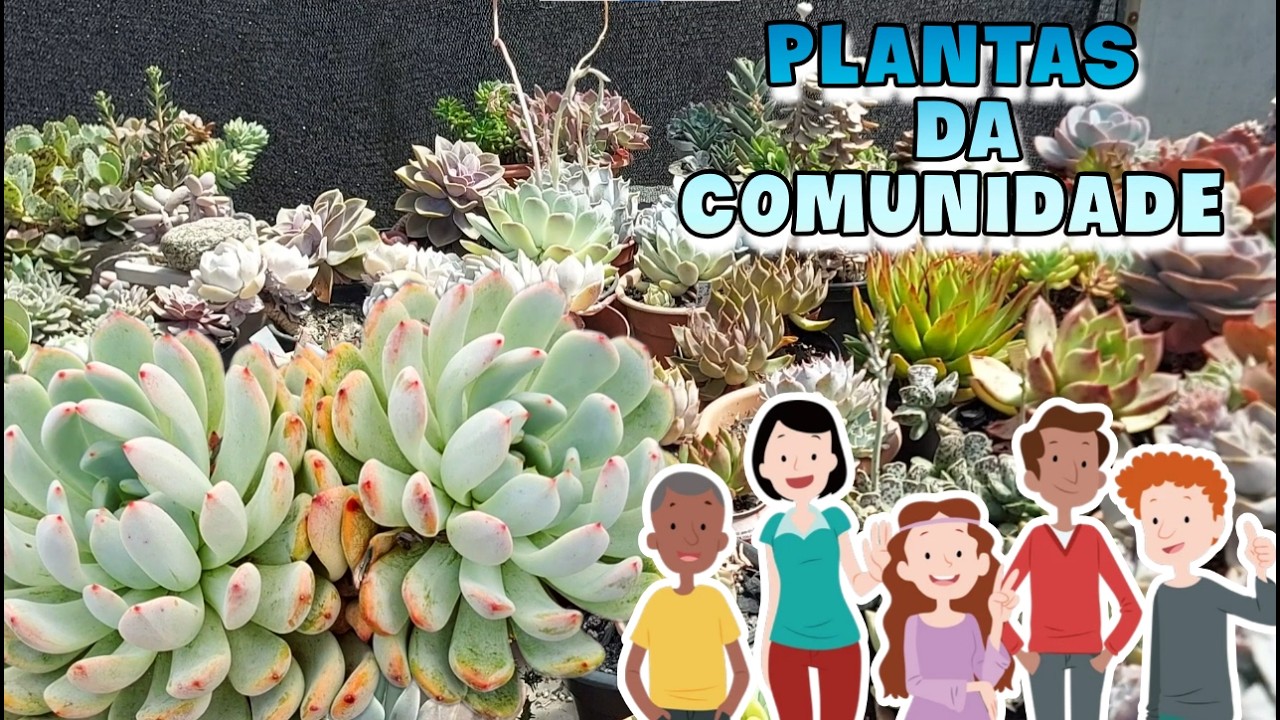 SUCULENTAS de INSCRITOS DA COMUNIDADE e PASSEIO NO MEU JARDIM NOTÁVEL |SIMONE FELIC
