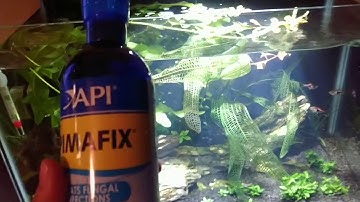 Pimafix warning with betta and gourami