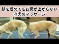 腿を緩めてもお尻の上がらない老犬マッサージ