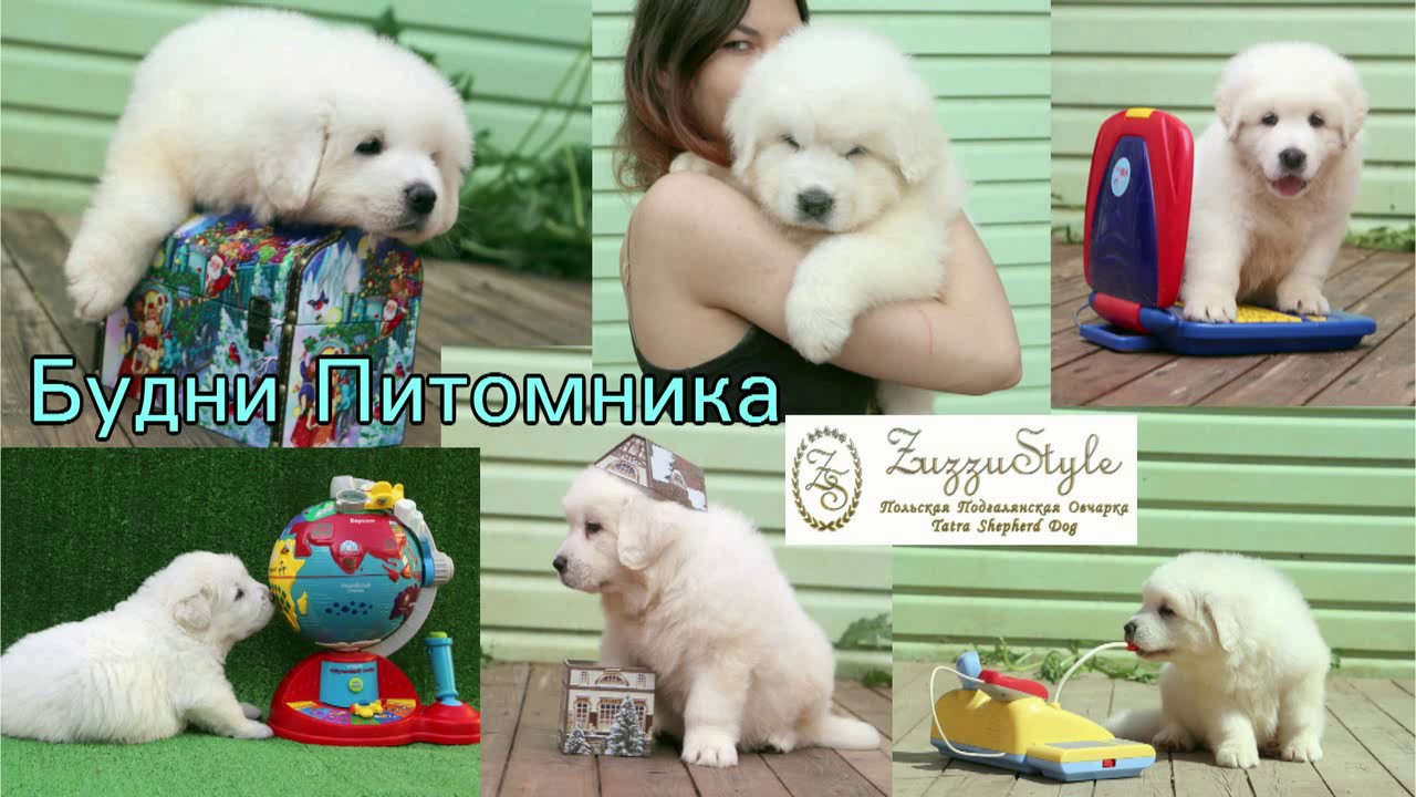 Польская подгалянская овчарка Zuzzustyle