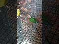 #shorts #lovebirds #budgies #cockatiel #finchbird #pigeon #sunconure #birds